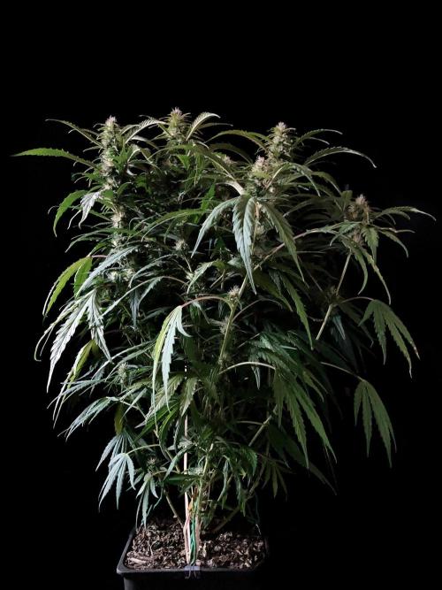 3M ❌ Tangie x Brazil. Week 13