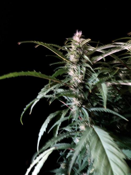3M ❌ Tangie x Brazil. Week 13