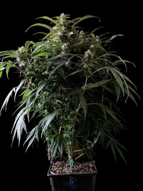 3M ❌ Tangie x Brazil. Week 13