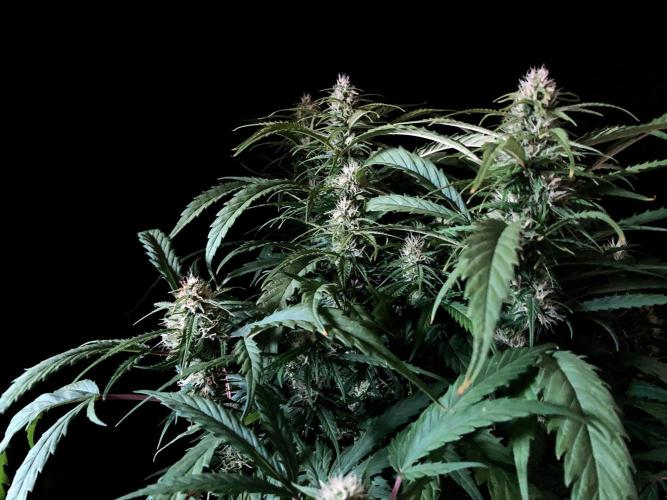 3M ❌ Tangie x Brazil. Week 13