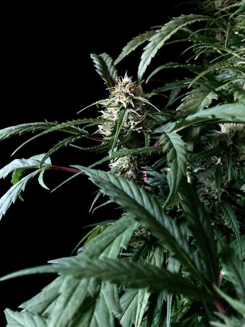 3M ❌ Tangie x Brazil. Week 13