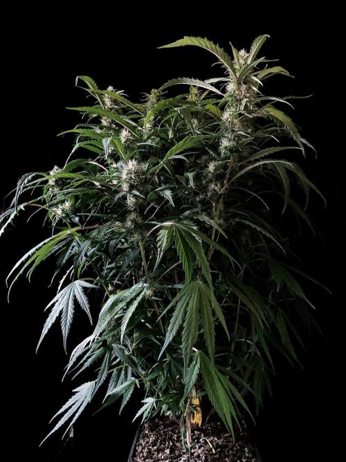 3M ❌ Tangie x Brazil. Week 13