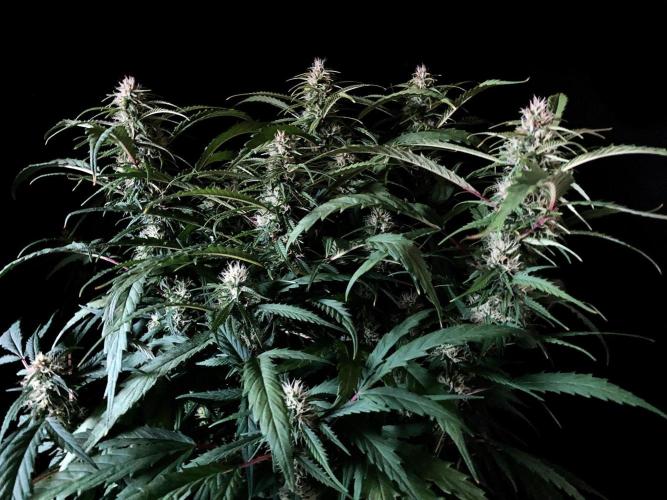 3M ❌ Tangie x Brazil. Week 13
