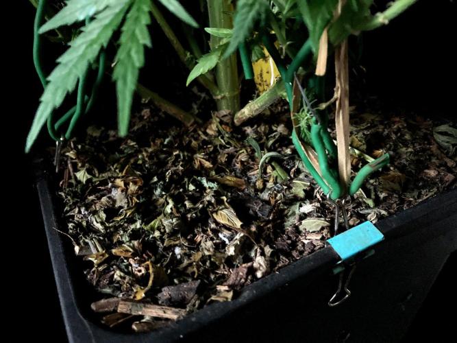 3M ❌ Tangie x Brazil. Week 13