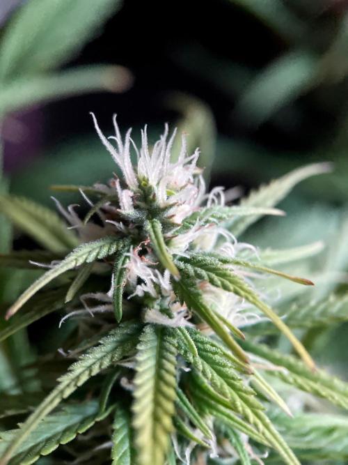 3M ❌ Tangie x Brazil. Week 13