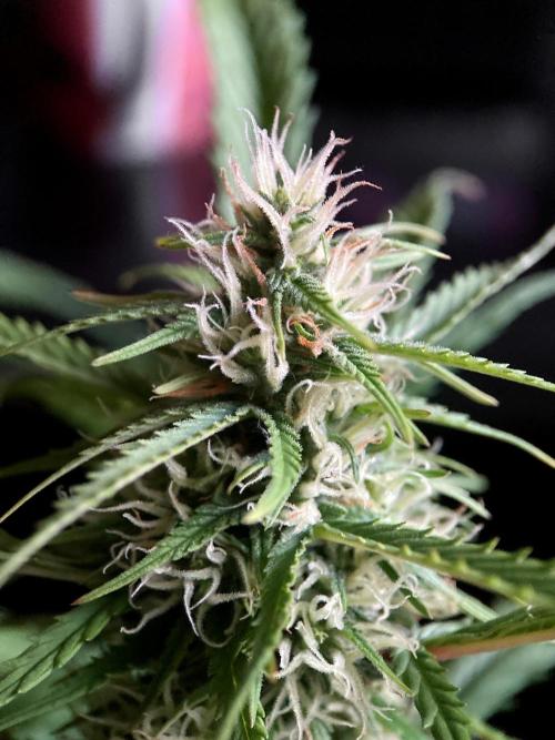 3M ❌ Tangie x Brazil. Week 13