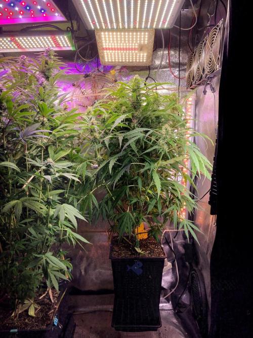 3M ❌ Tangie x Brazil. Week 13