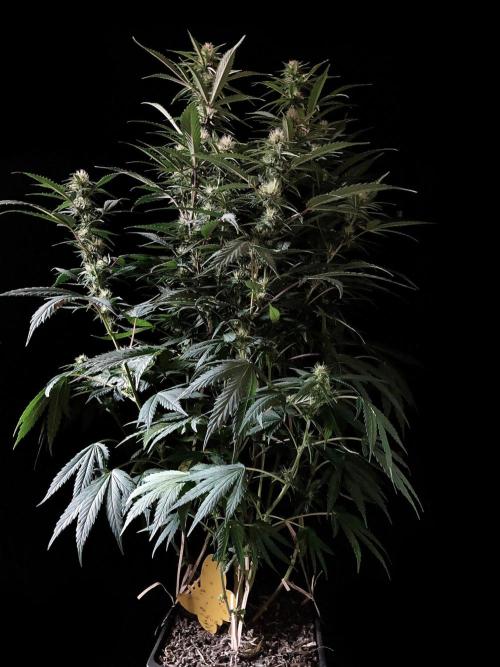 3M 👩 Runtz x Brazil. Week 13