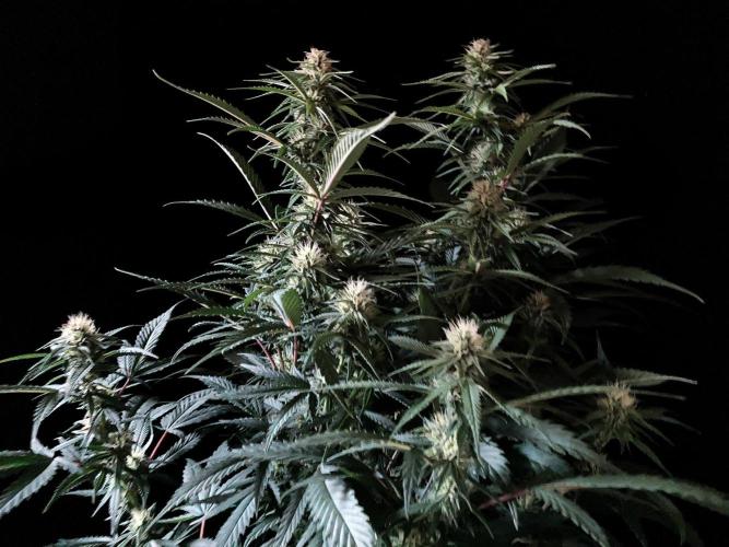 3M 👩 Runtz x Brazil. Week 13