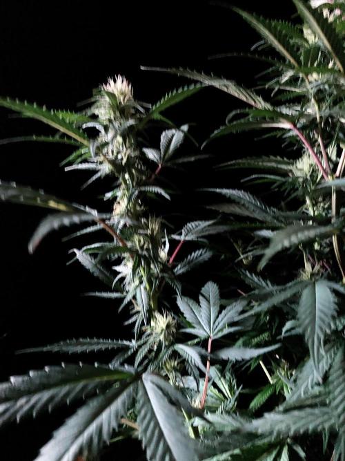 3M 👩 Runtz x Brazil. Week 13