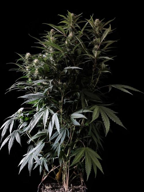 3M 👩 Runtz x Brazil. Week 13