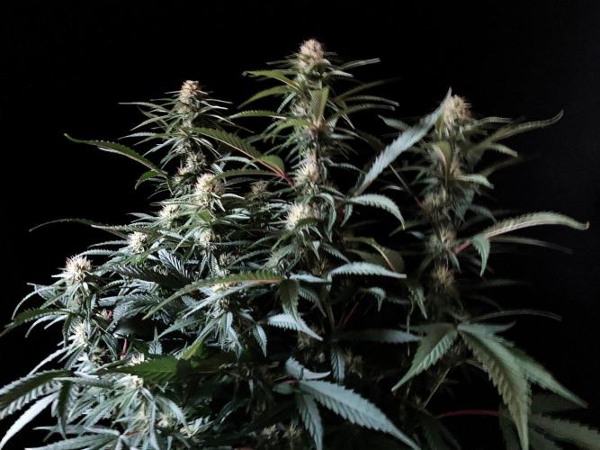 3M 👩 Runtz x Brazil. Week 13