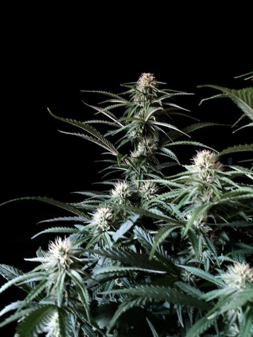 3M 👩 Runtz x Brazil. Week 13