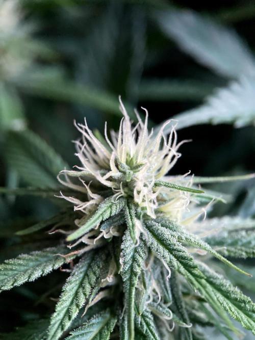 3M 👩 Runtz x Brazil. Week 13