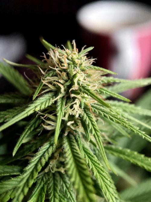3M 👩 Runtz x Brazil. Week 13