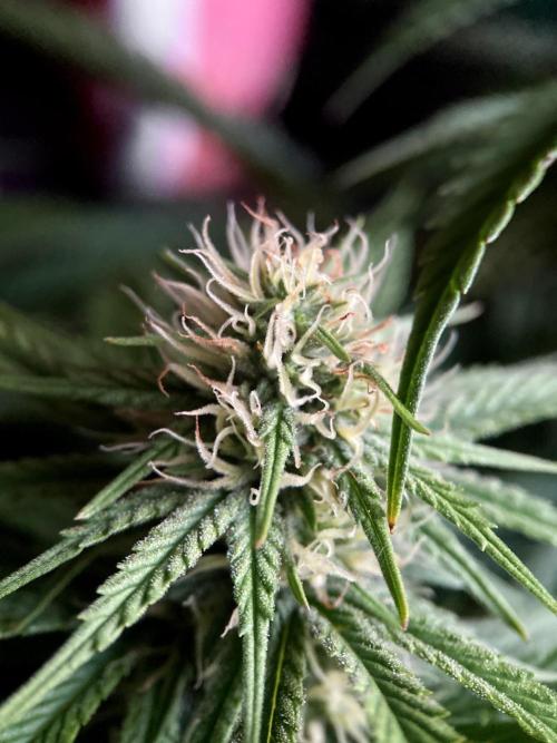 3M 👩 Runtz x Brazil. Week 13