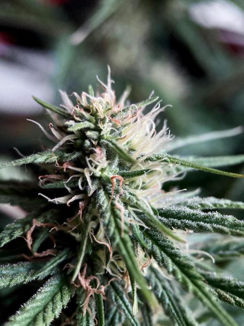 3M 👩 Runtz x Brazil. Week 13