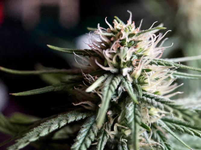 3M 👩 Runtz x Brazil. Week 13