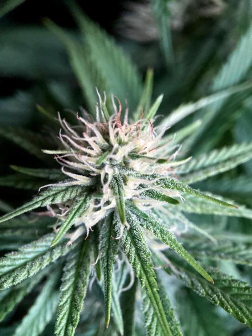 3M 👩 Runtz x Brazil. Week 13