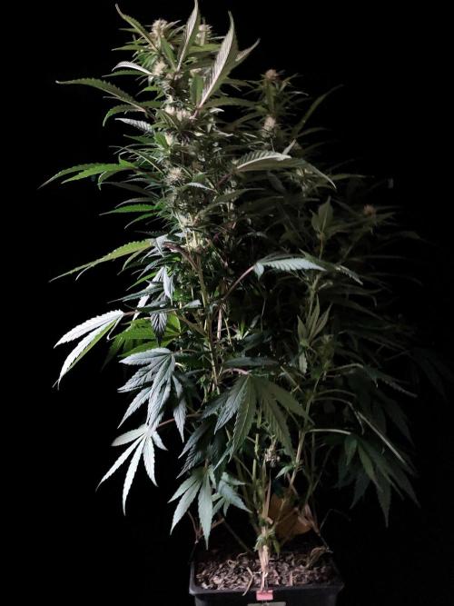 3M 👩 Runtz x Brazil. Week 13