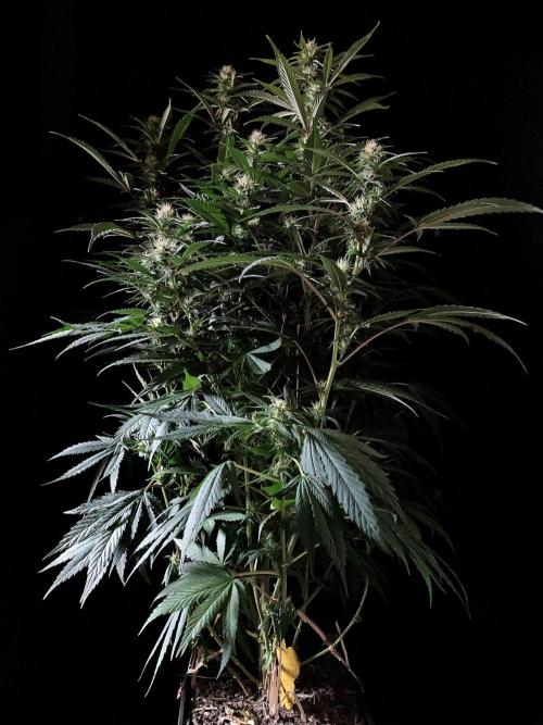 3M 👩 Runtz x Brazil. Week 13