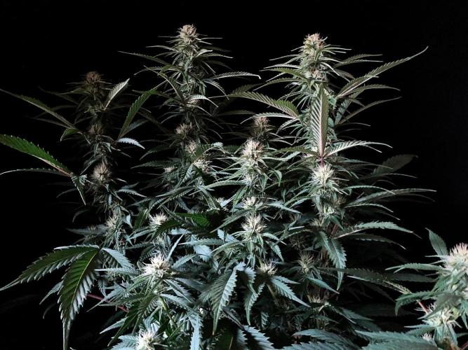 3M 👩 Runtz x Brazil. Week 13