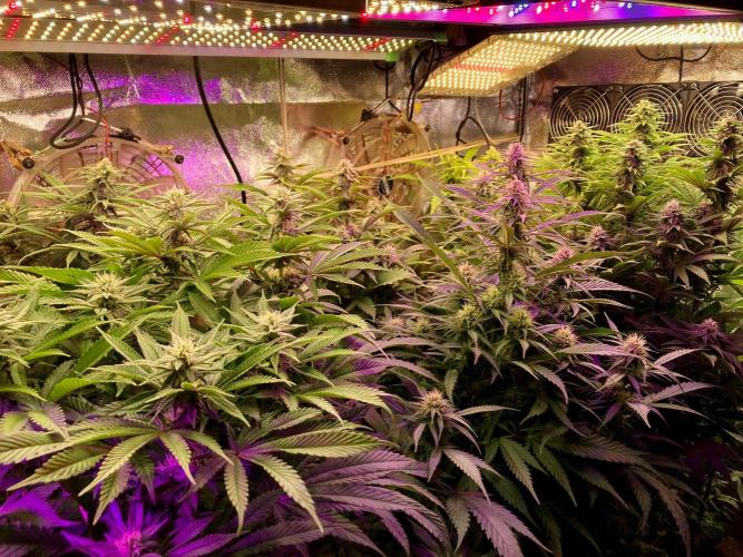 3M 👩 Runtz x Brazil. Week 13