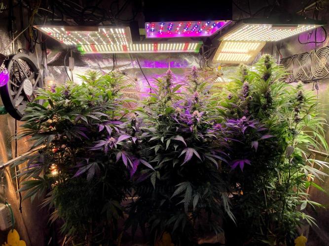 3M 👩 Runtz x Brazil. Week 13