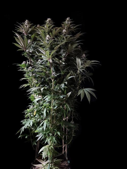 3M 🌮 Mexican Rush. Week 13