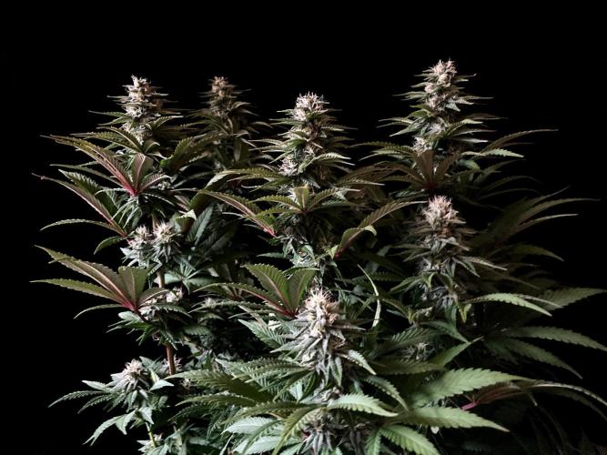 3M 🌮 Mexican Rush. Week 13