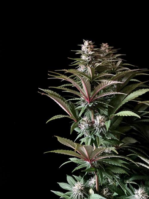 3M 🌮 Mexican Rush. Week 13