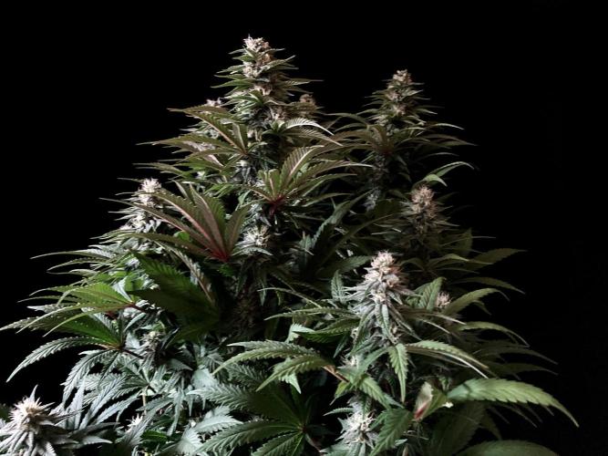 3M 🌮 Mexican Rush. Week 13