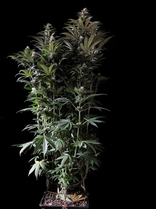 3M 🌮 Mexican Rush. Week 13
