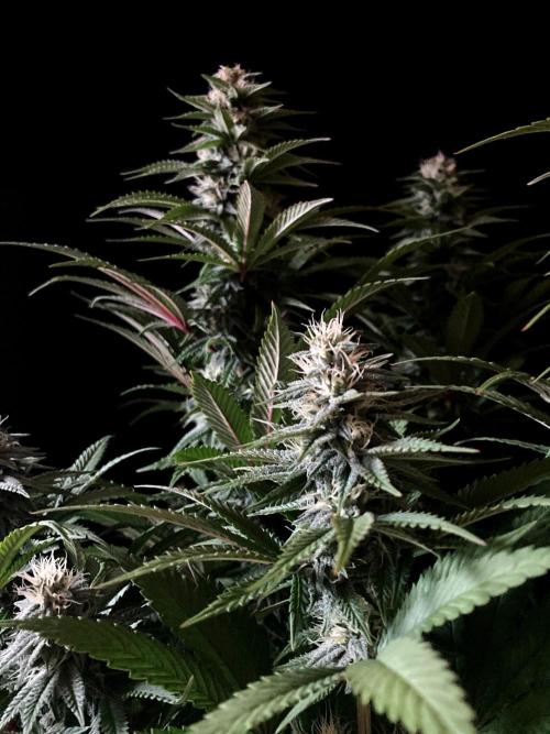 3M 🌮 Mexican Rush. Week 13