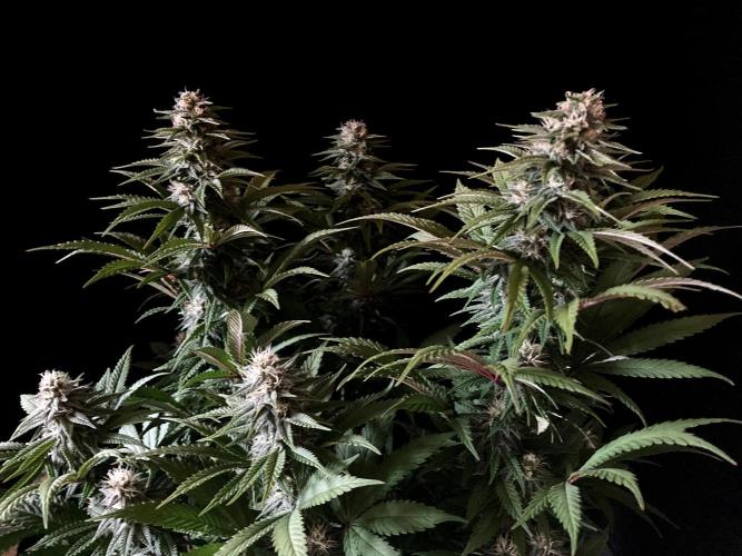 3M 🌮 Mexican Rush. Week 13
