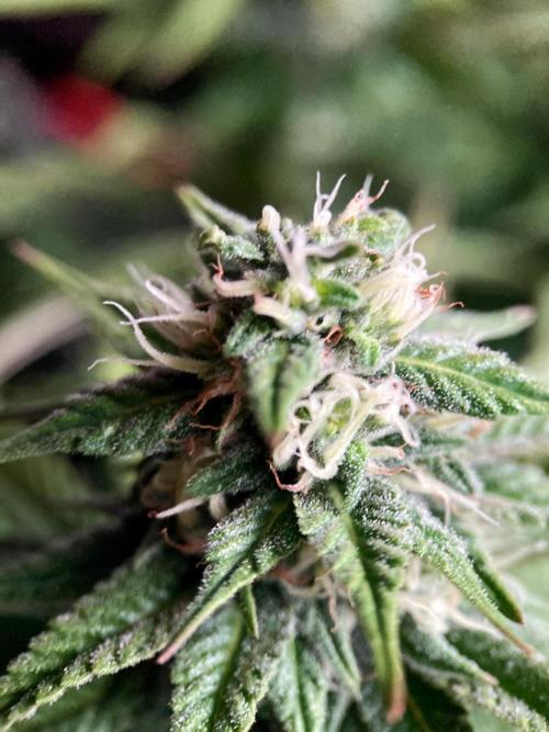 3M 🌮 Mexican Rush. Week 13
