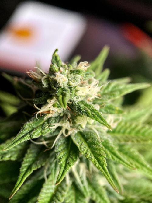 3M 🌮 Mexican Rush. Week 13