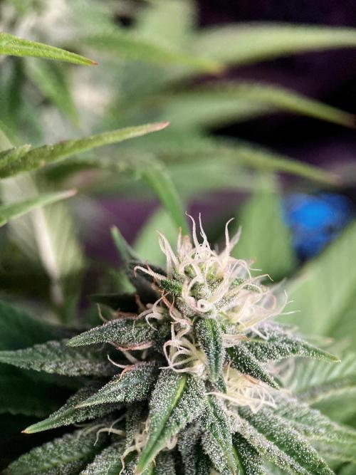 3M 🌮 Mexican Rush. Week 13