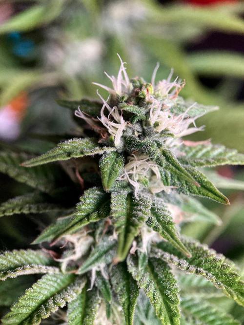 3M 🌮 Mexican Rush. Week 13