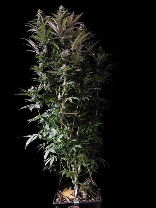 3M 🌮 Mexican Rush. Week 13