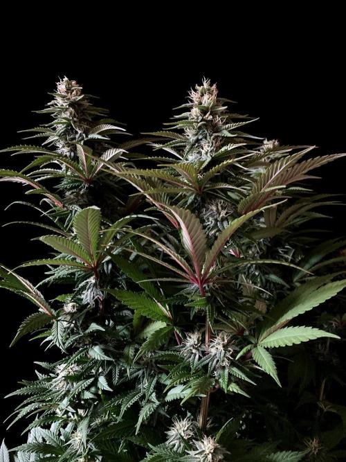 3M 🌮 Mexican Rush. Week 13