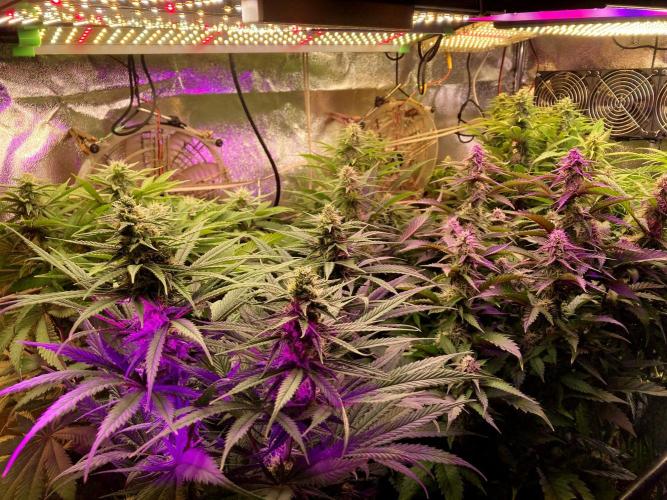 3M 🌮 Mexican Rush. Week 13
