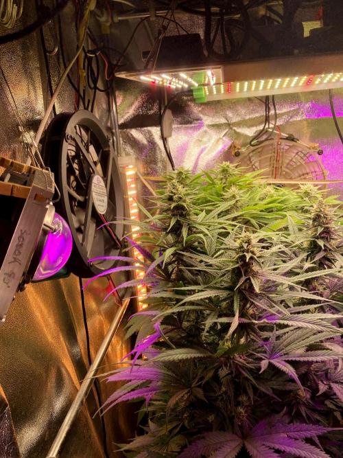 3M 🌮 Mexican Rush. Week 13