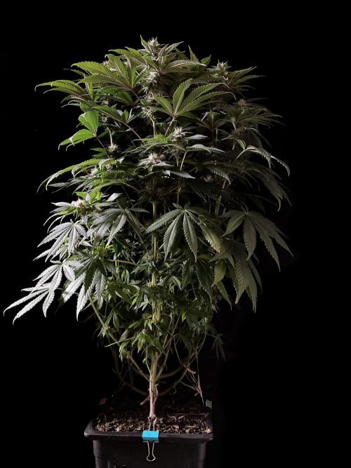 3M 🔺 Tutankhamon. Week 12