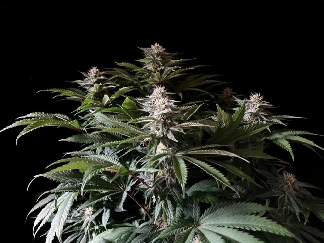 3M 🔺 Tutankhamon. Week 12