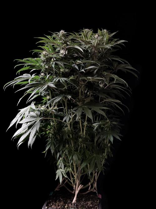 3M 🔺 Tutankhamon. Week 12