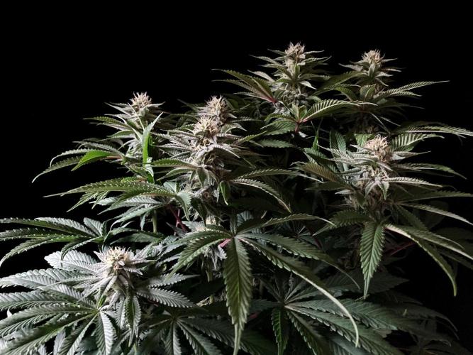3M 🔺 Tutankhamon. Week 12