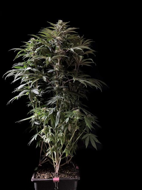 3M 🔺 Tutankhamon. Week 12