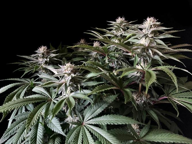 3M 🔺 Tutankhamon. Week 12
