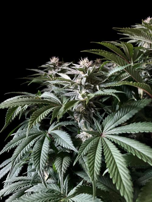 3M 🔺 Tutankhamon. Week 12